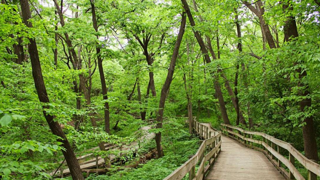 Boardwalk trails through Fontenelle Forest in Bellevue.