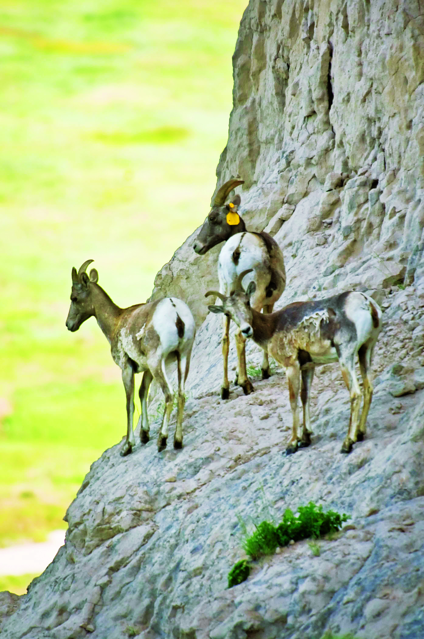 Bighorn sheep at Wildcat Hills State Recreation Area, Nebraska