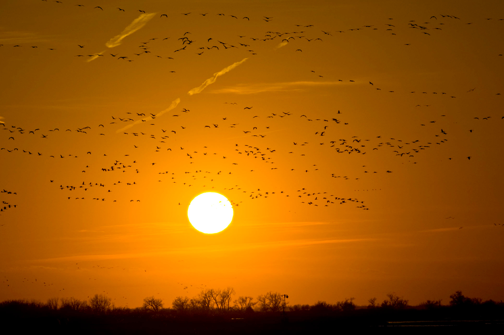 Cranes