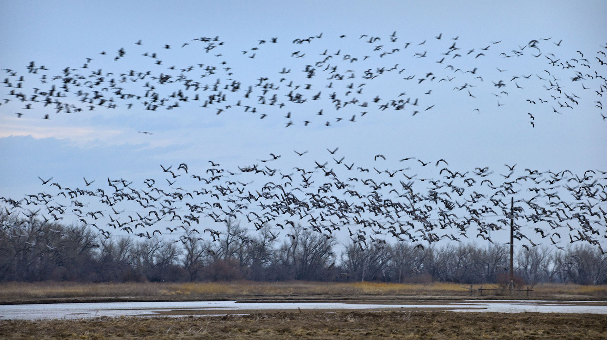 See the sandhill crane migration at Rowe Sanctuary. 