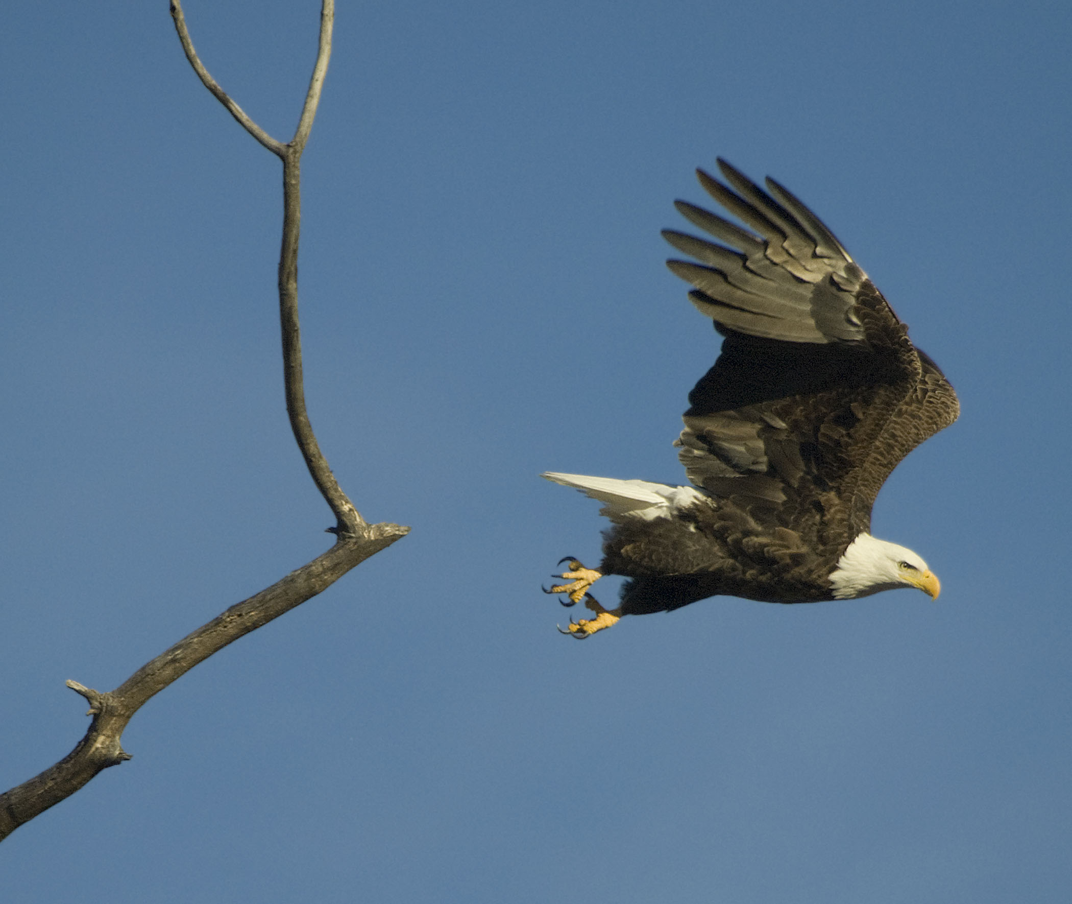 Bald Eagle