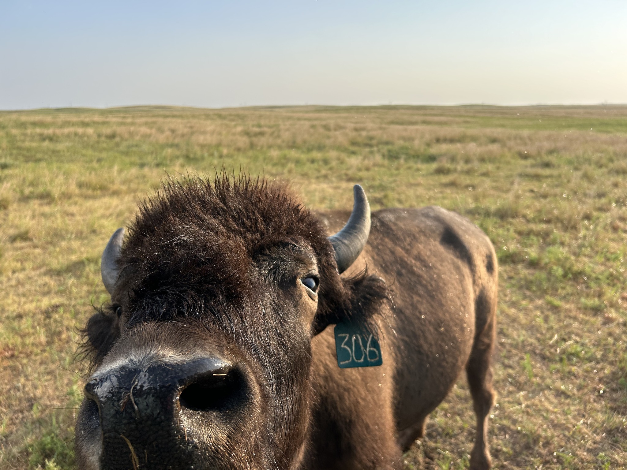 Golden Prairie Bison