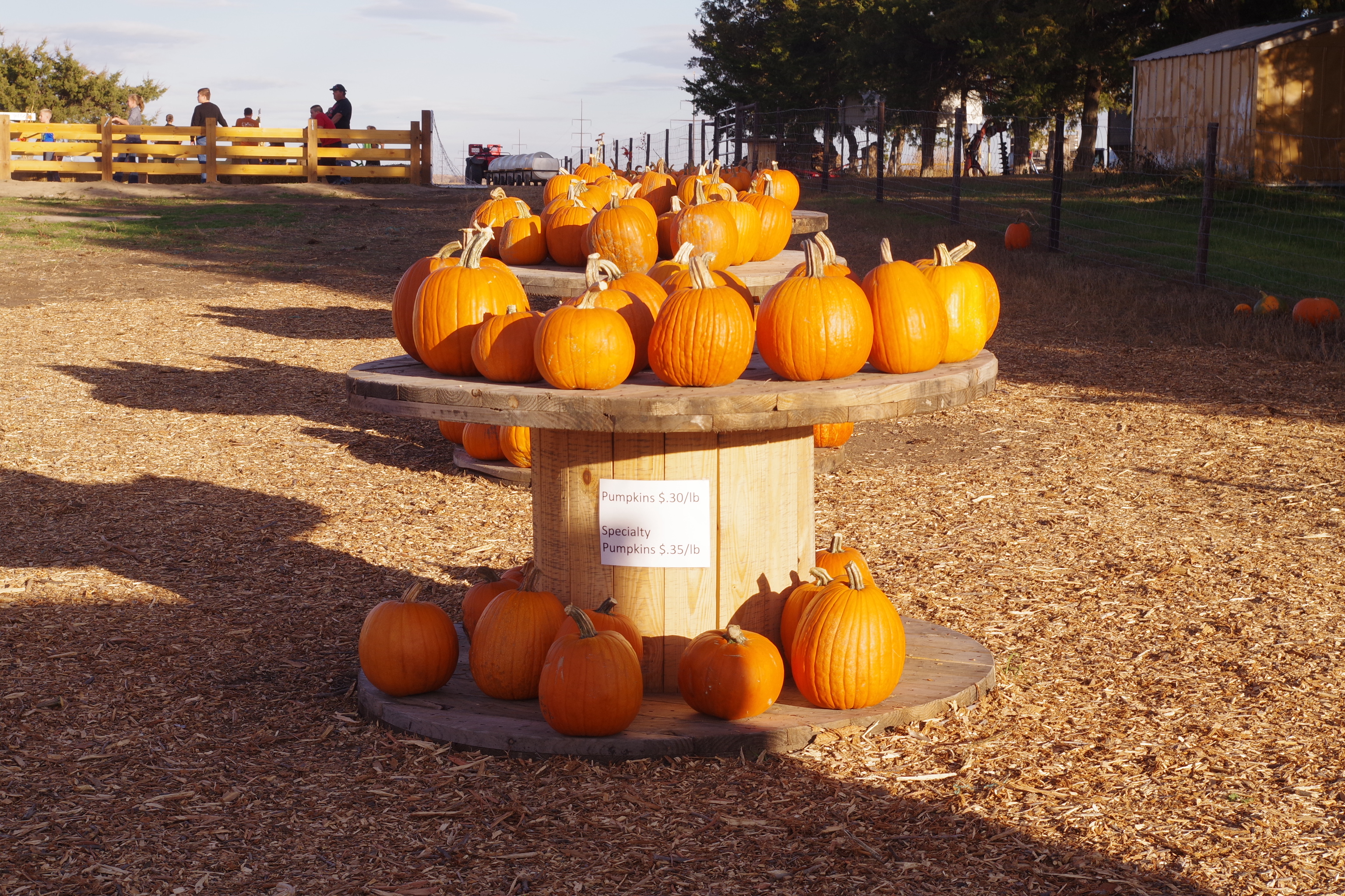 Homestead Pumpkin Patch, North Platte