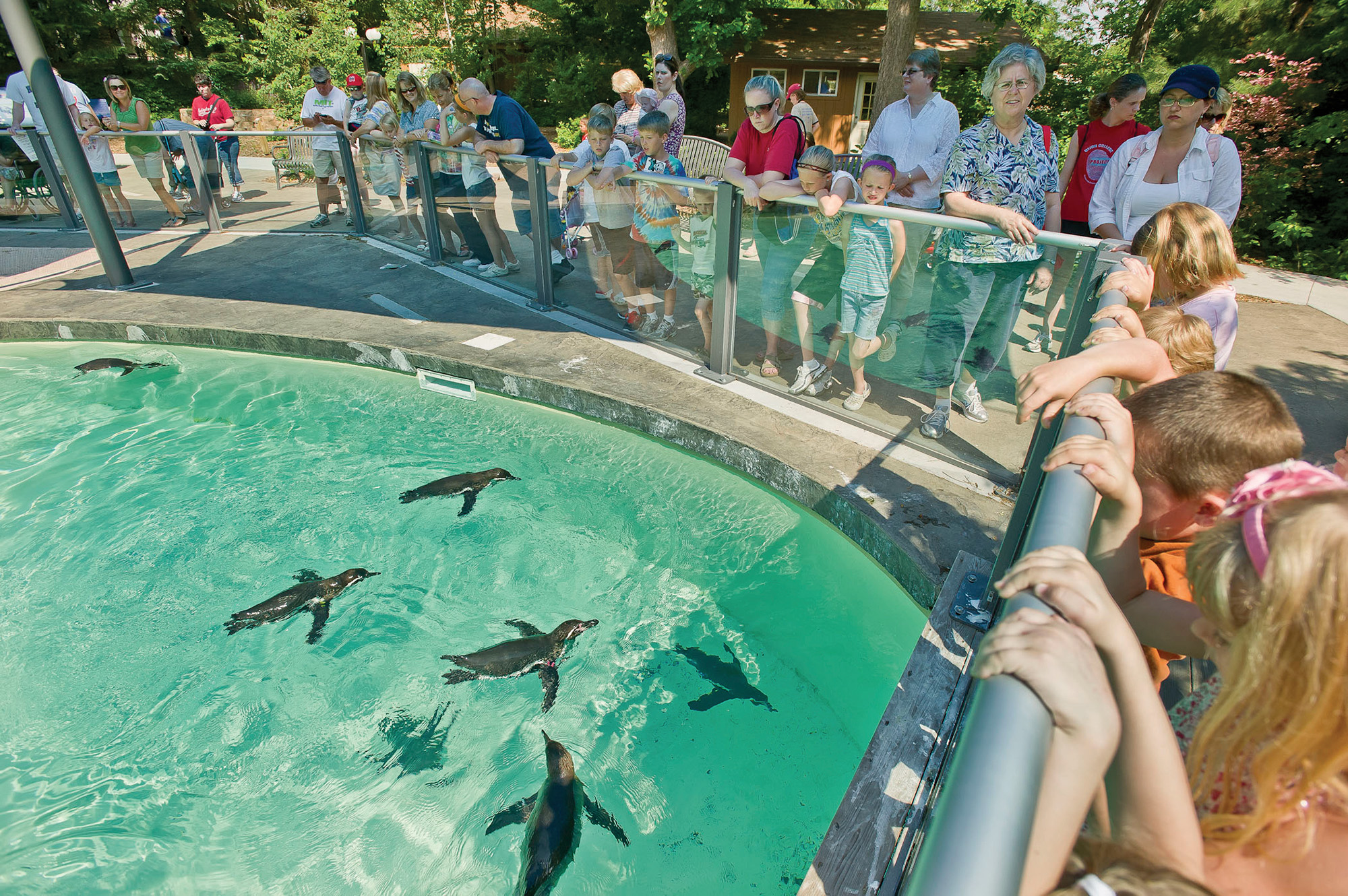 Penguins swimming at Lincoln Children's Zoo.