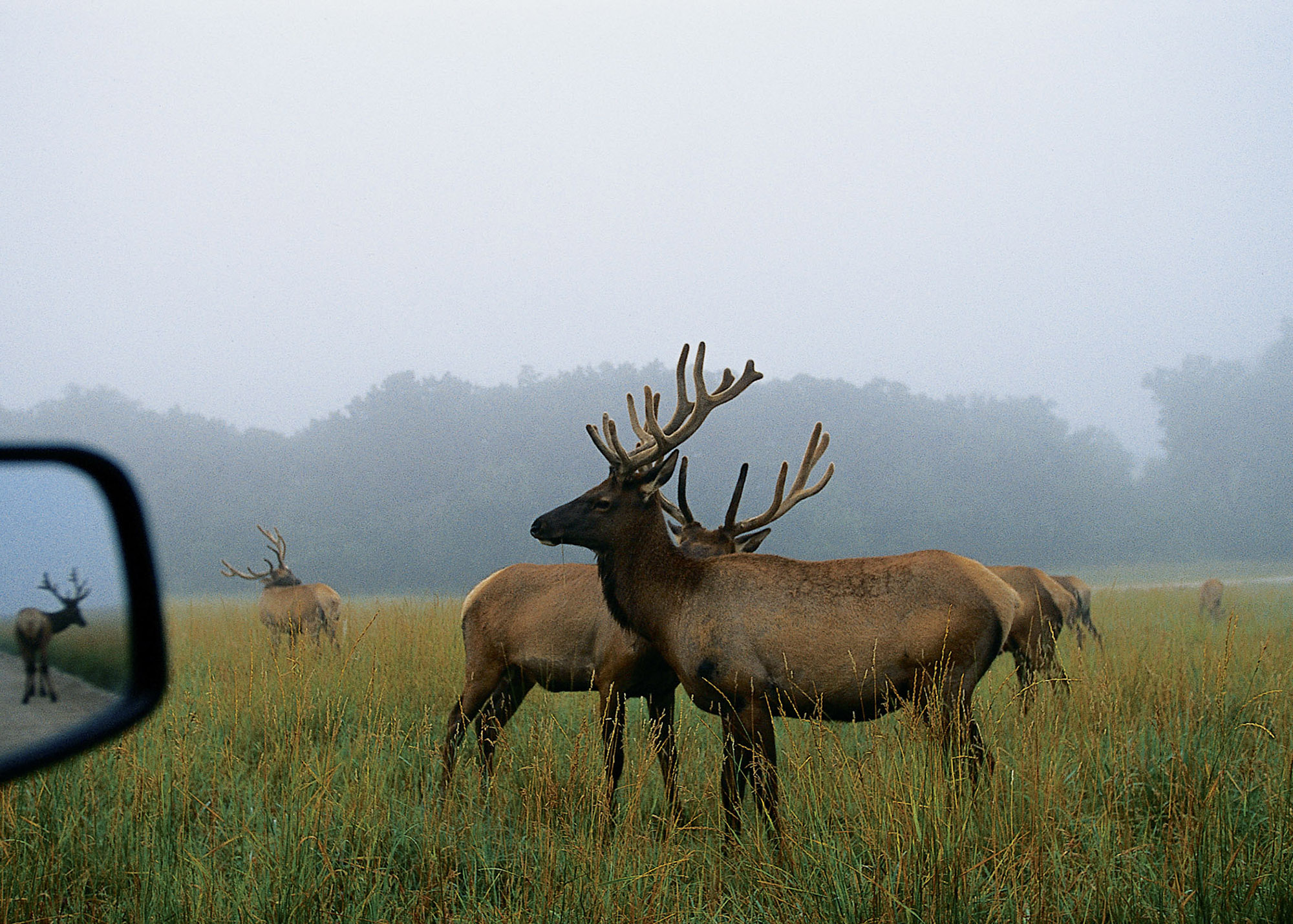 A close-up view of elk at Lee G. Simmons Conservation Park & Wildlife Safari.