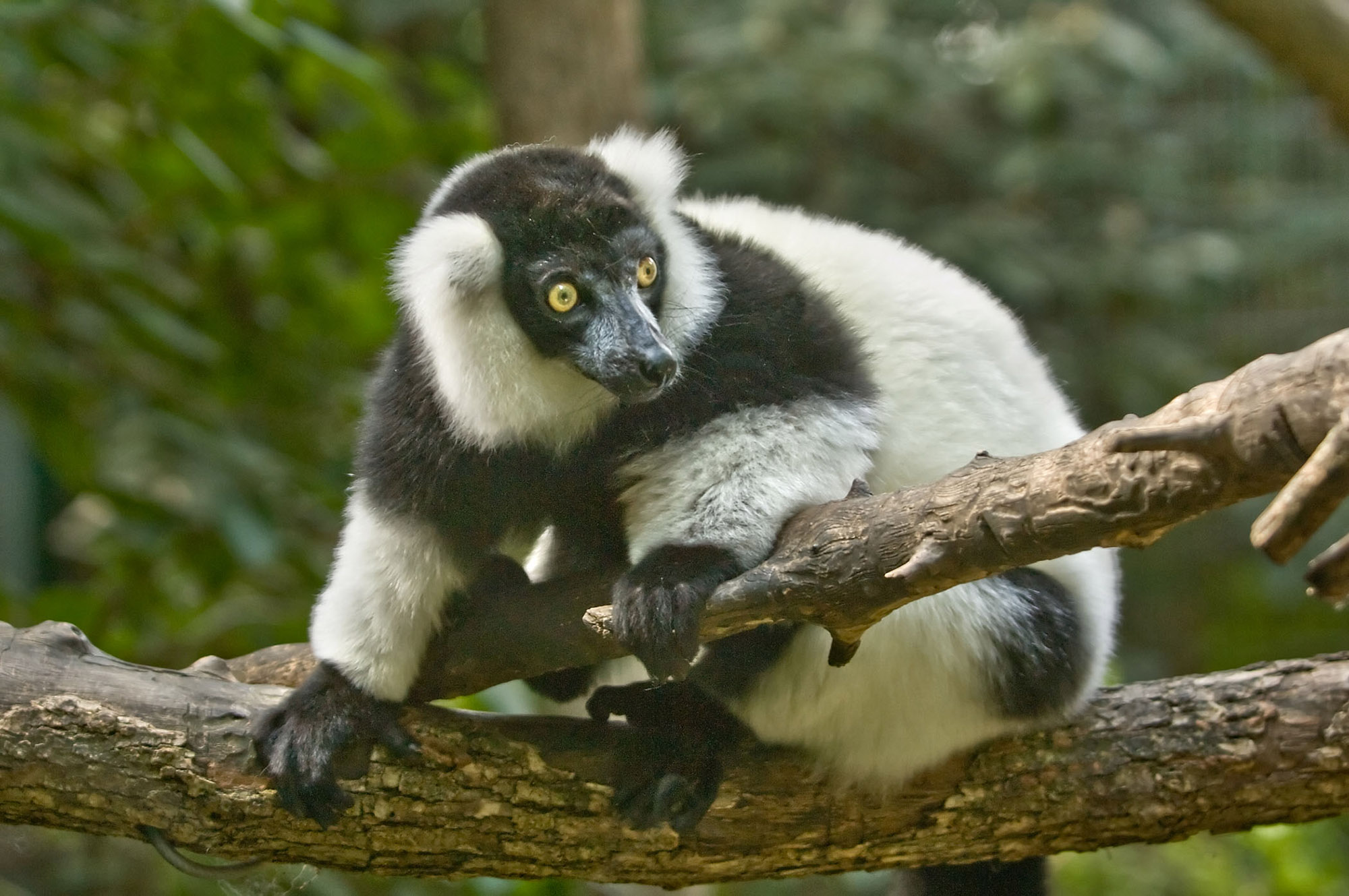 Lemur at Lincoln Children's Zoo.