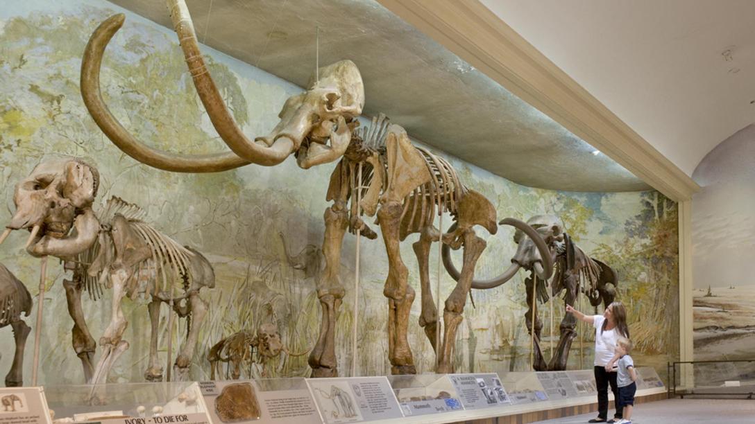 World's Largest Standing Woolly Mammoth Fossil