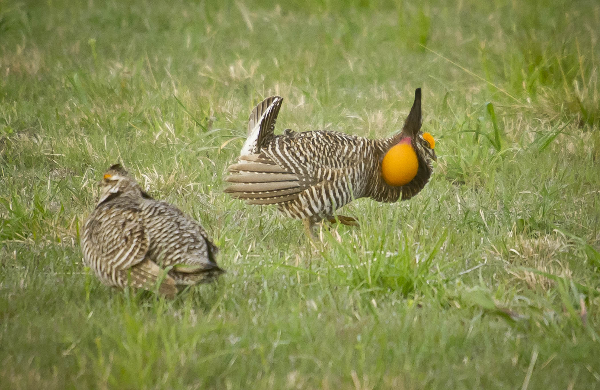 Prairie Chickens