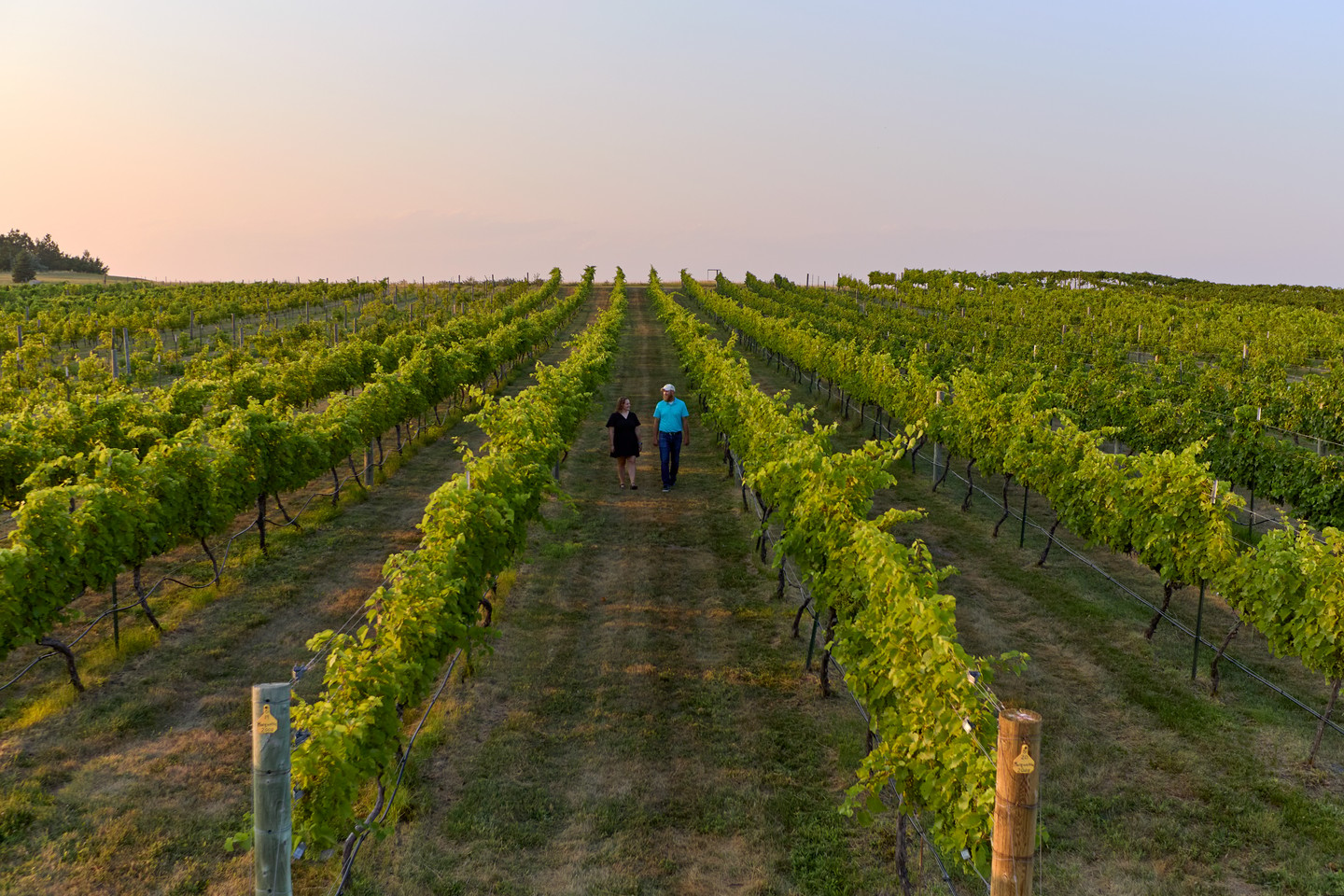 Niobrara Valley Vineyards