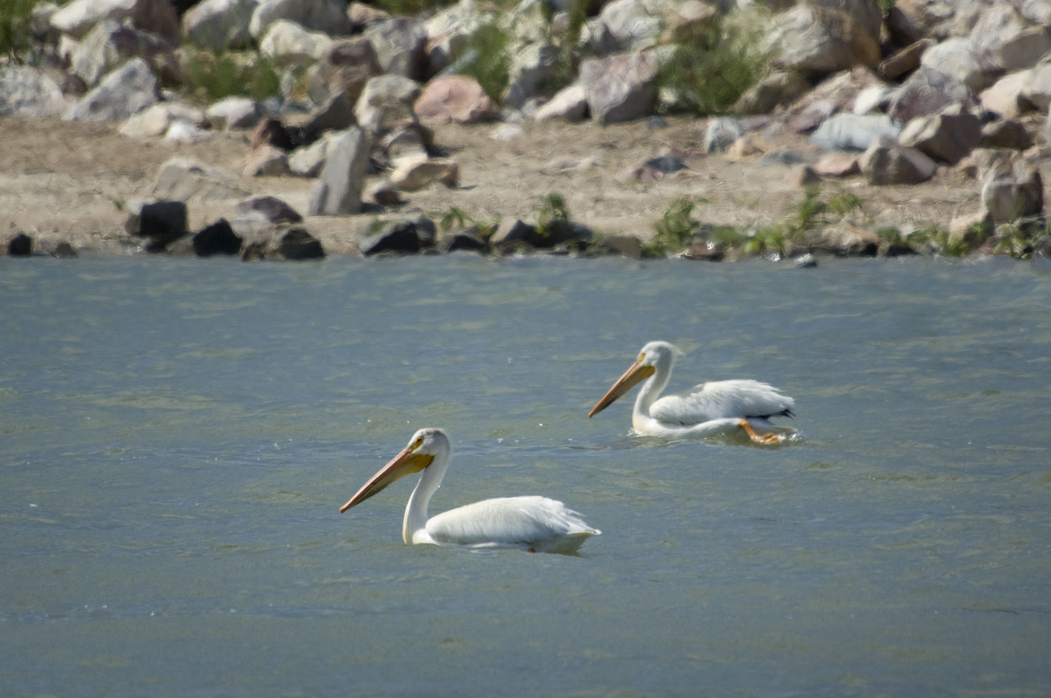 American White Pelican