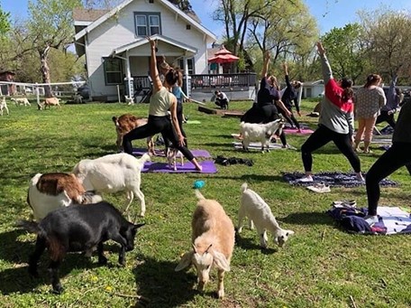 Shepherd's Rest Goat and Sheep Rescue