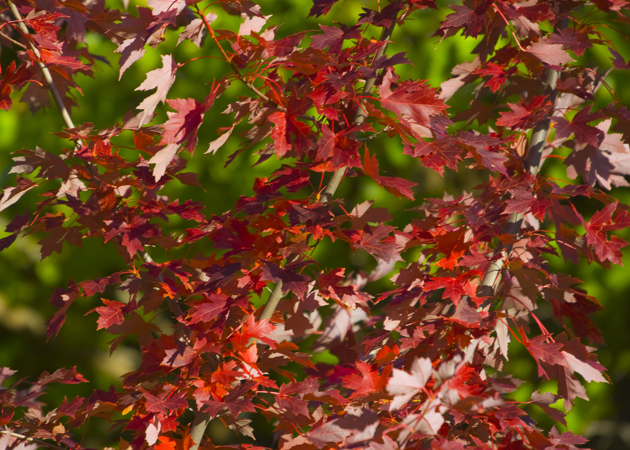 Bright red fall foliage at Ponca State Park.