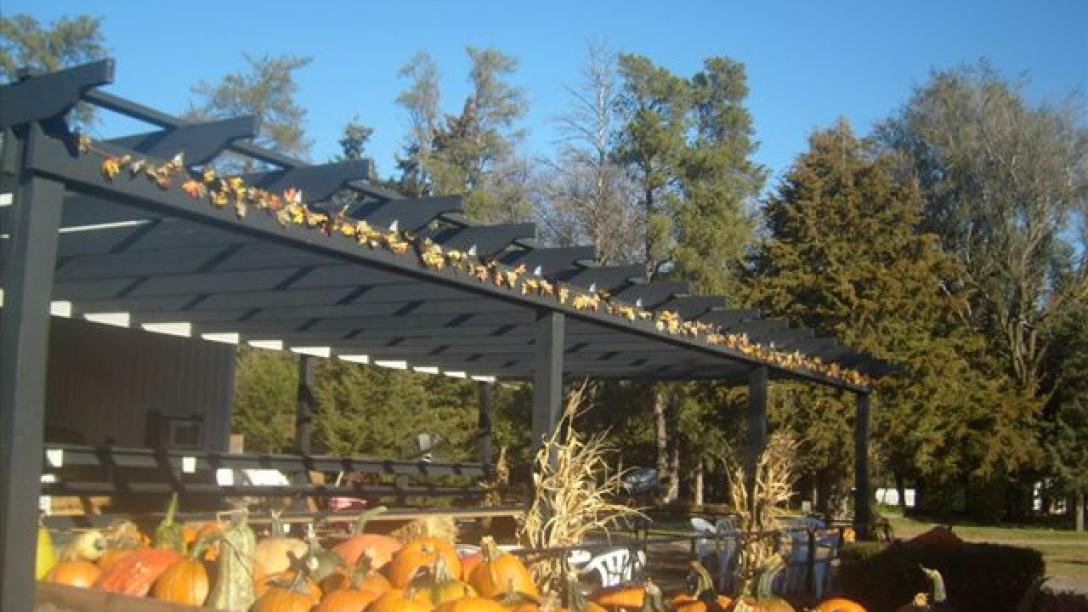 Pumpkins at Poppy's Pumpkin Patch.