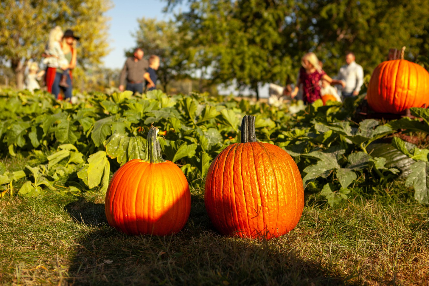 Two pumpkins sit in the foreground while families search for the perfect pumpkin in the background at Poppy's Pumpkin Patch in Norfolk.