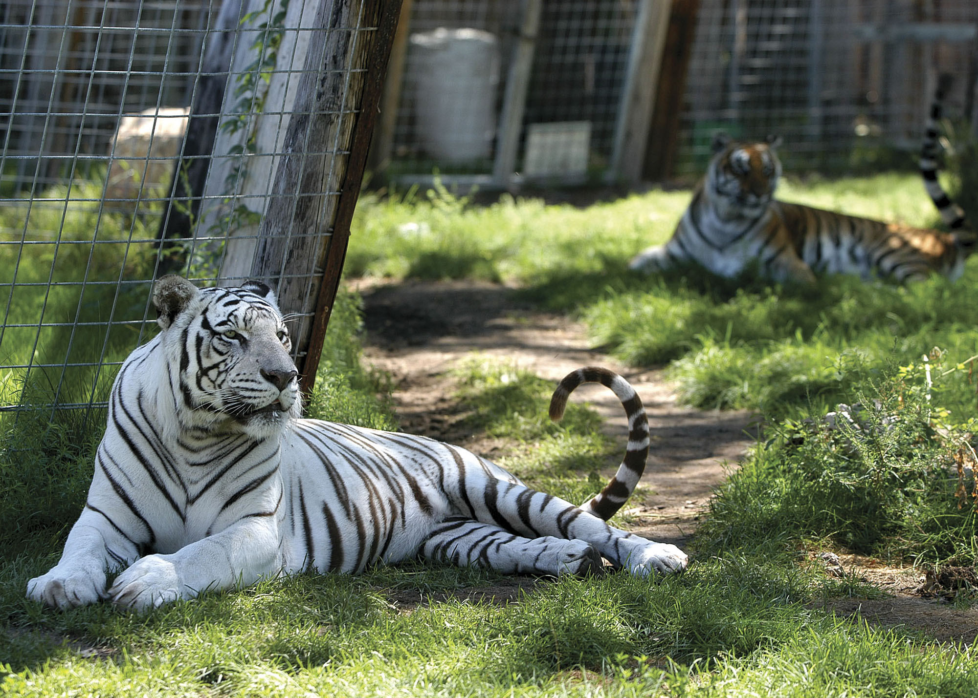 Lounging tigers at Riverside Discovery Center