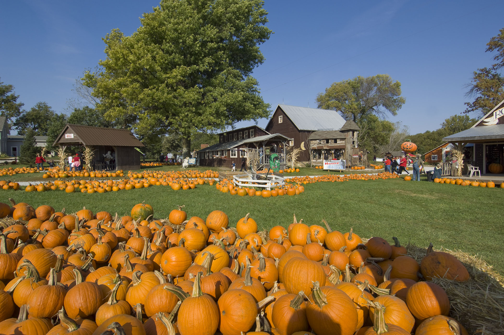 Pumpkin patch at Roca Berry Farm.