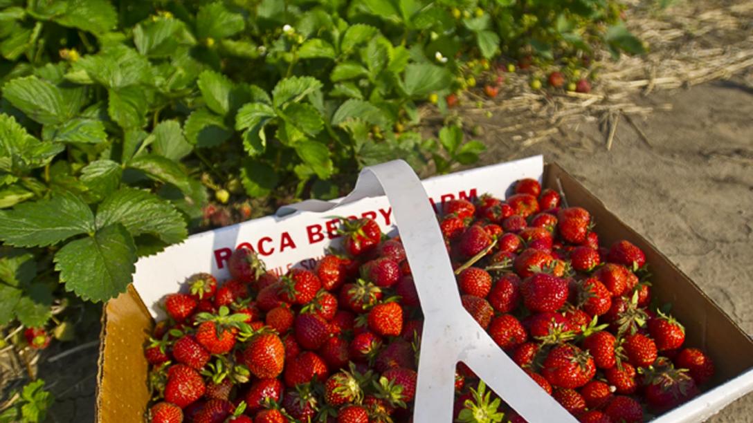 Strawberries picked from Roca Berry Farm in Roca