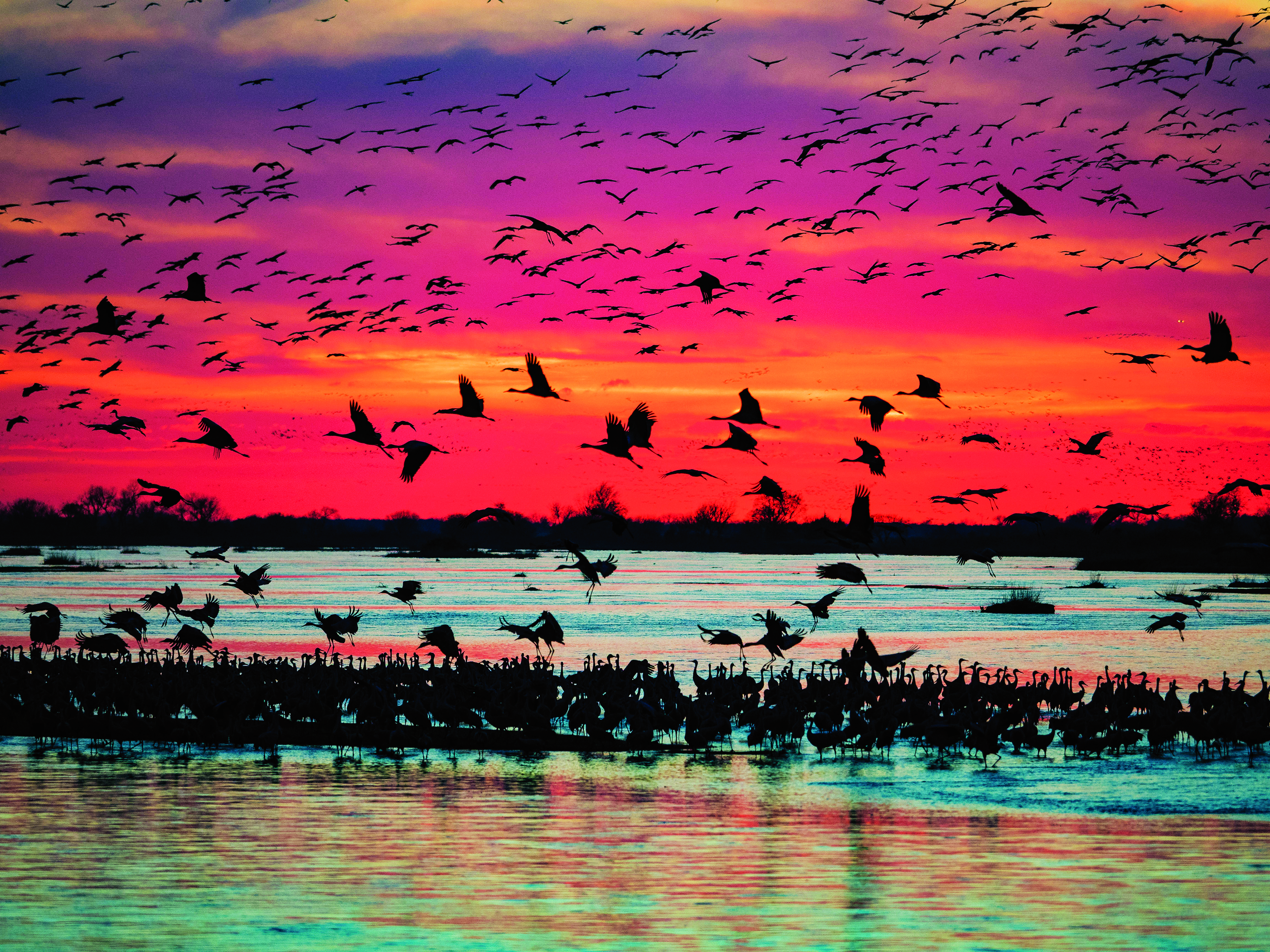 Sandhill cranes in Kearney, Nebraska