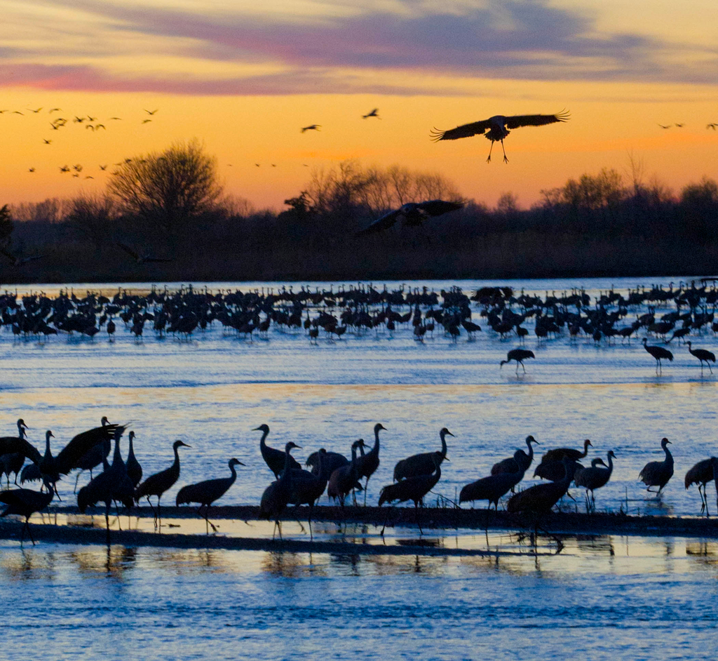 Sandhill Cranes