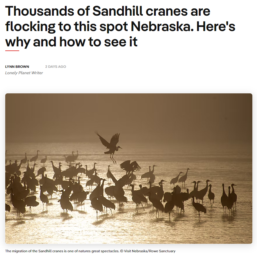 Thousands of Sandhill cranes are flocking to this spot Nebraska. Here's why and how to see it 