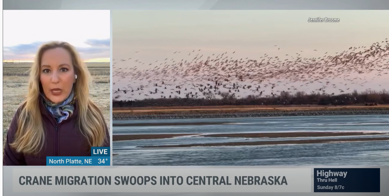 World’s Largest Sandhill Cranes Migration