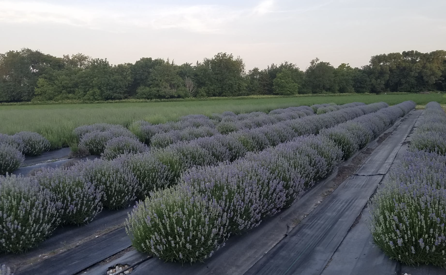 Sandhills Lavender Farm