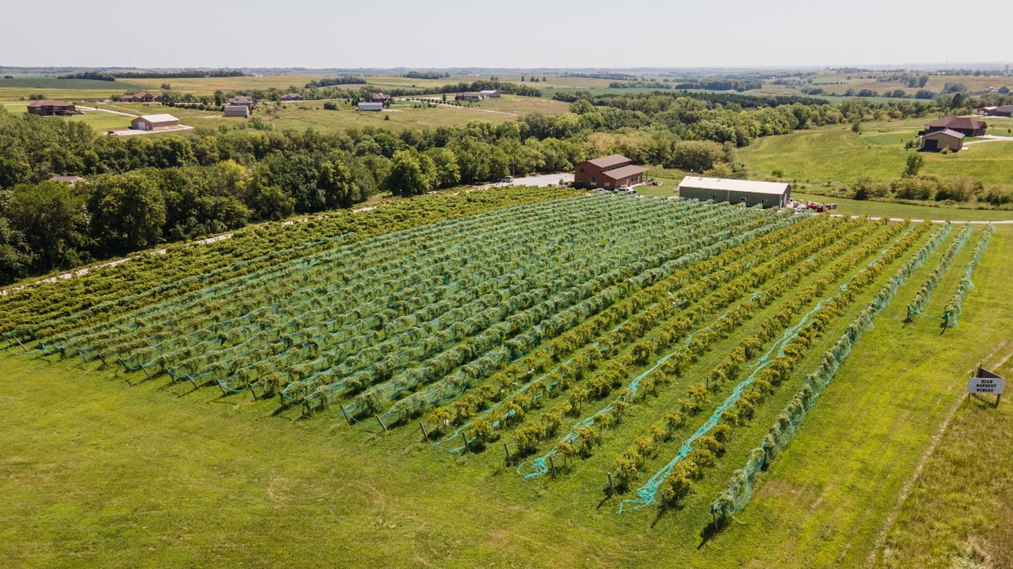 Rich Harvest Vineyard and Winery field of grapes