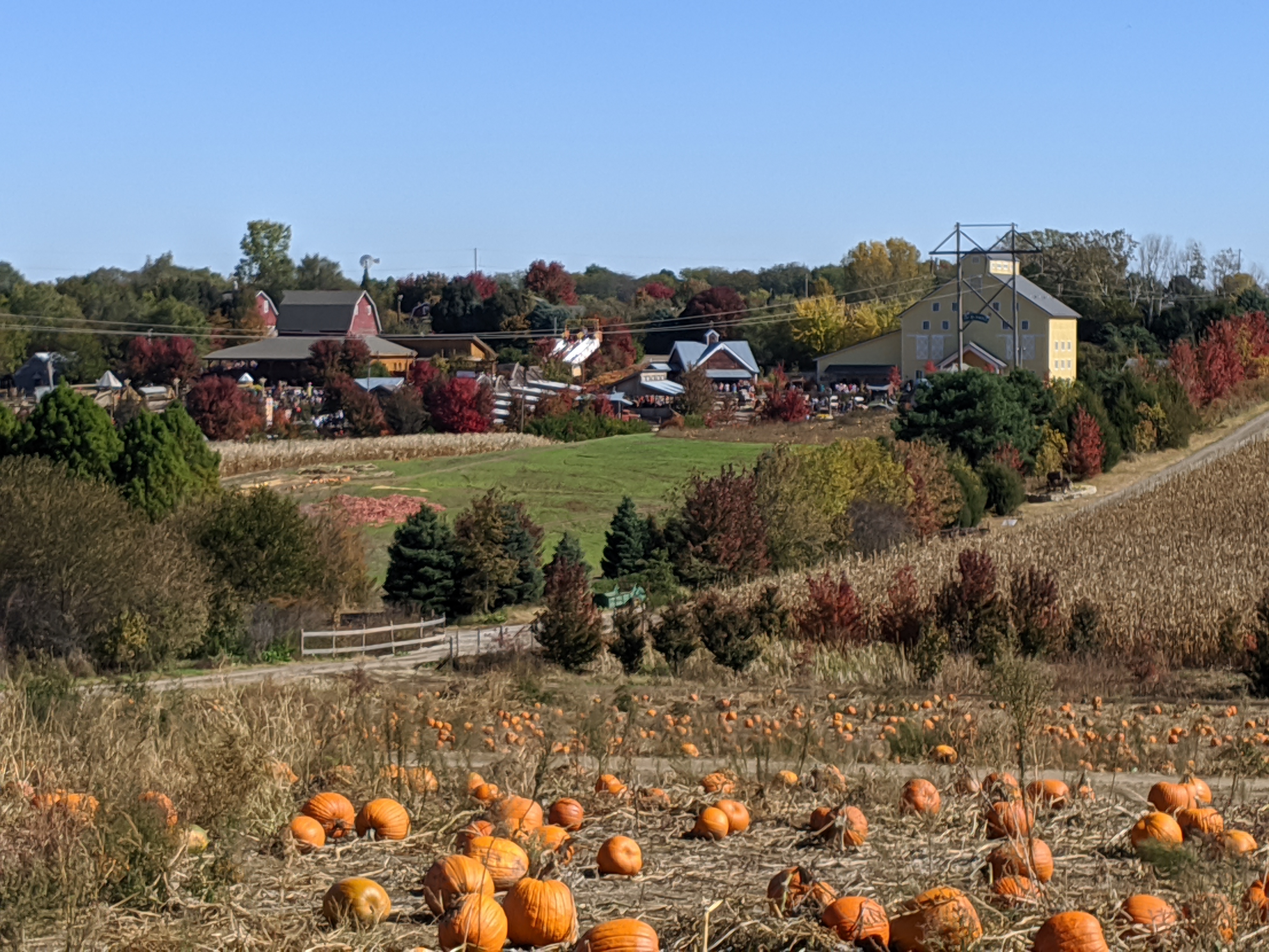 Pumpkins at Vala's Pumpkin Patch.