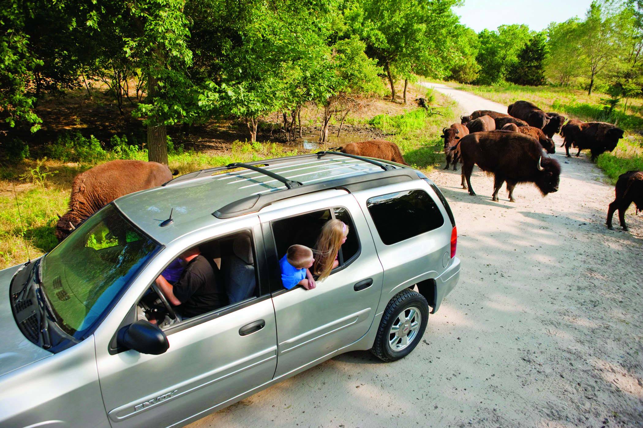 Bison at Wildlife Safari Park in Ashland, Nebraska