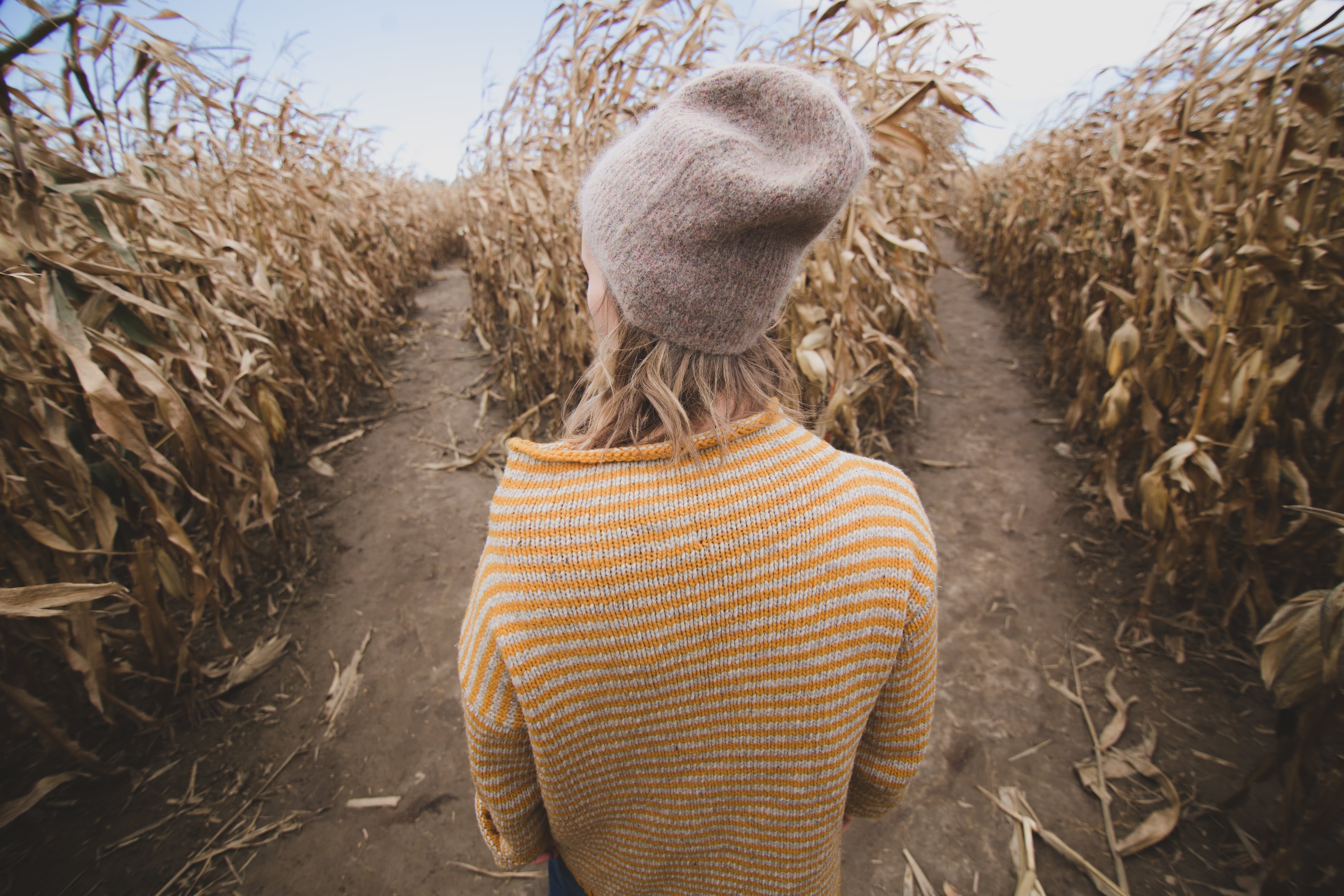 Corn Field