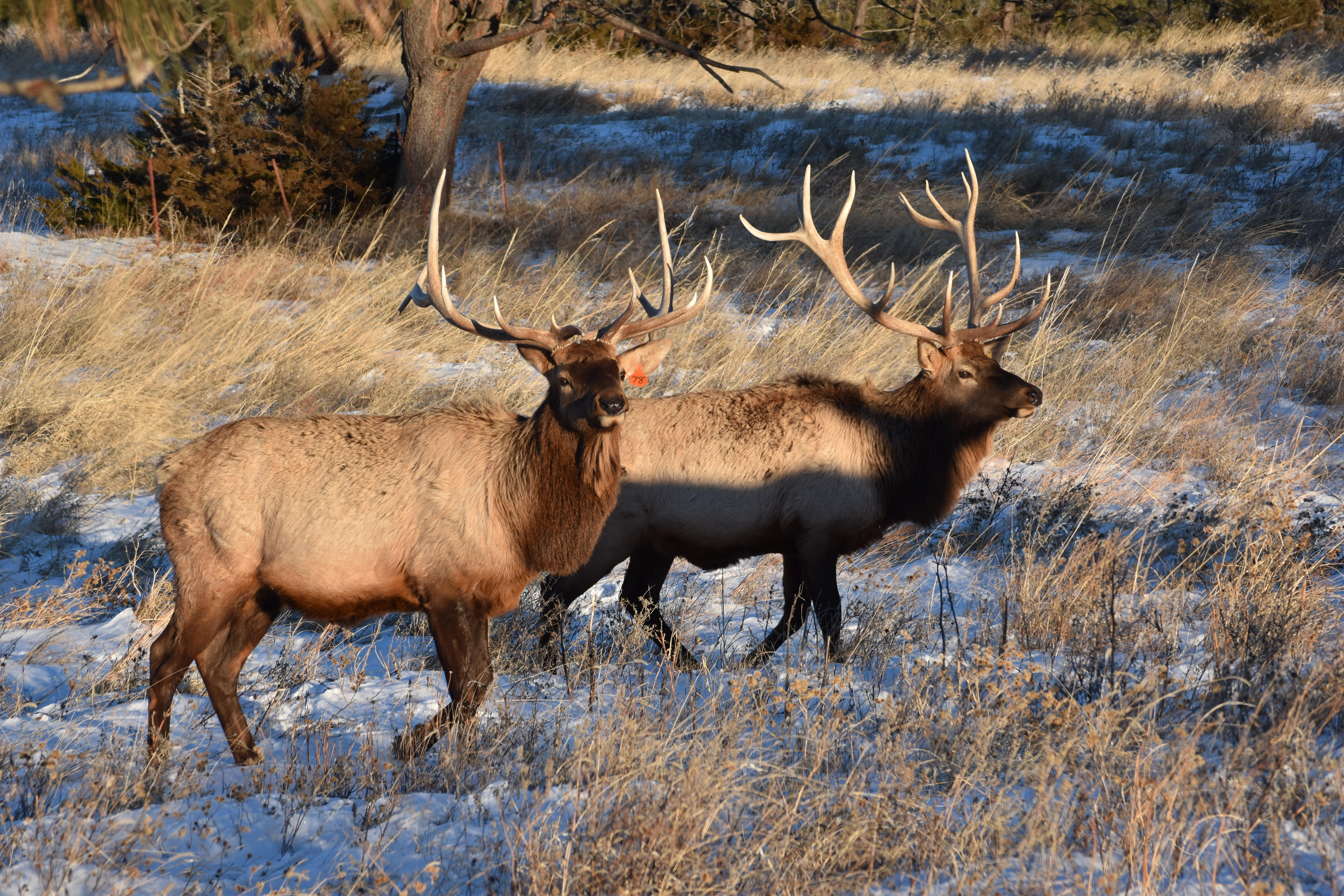 Heartland Elk Guest Ranch