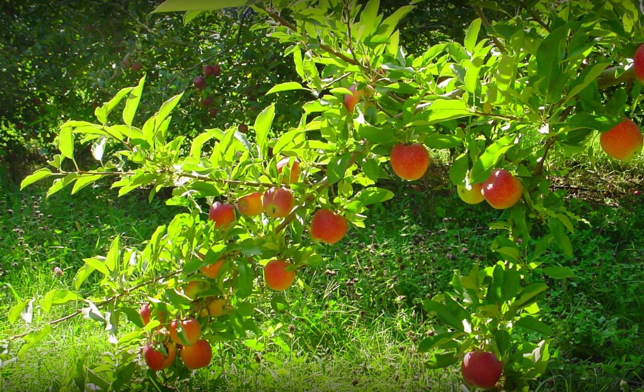 Apples at Martin's Hillside Orchard.