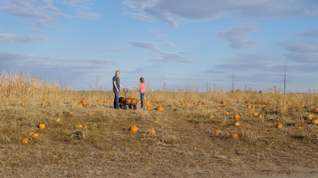 Folks loading a wagon with pumpkins at Homestead Pumpkin Patch.