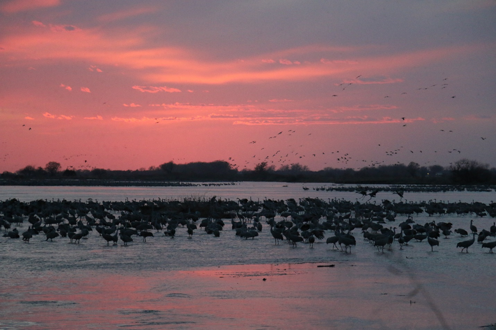 Cranes rest for the night in front of a pink sunset