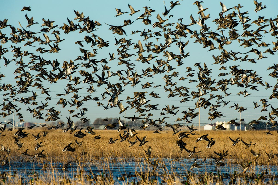 Waterfowl lift off as a flock