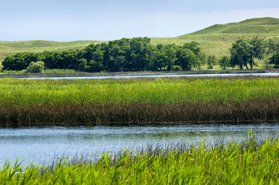 Tall grass sticks out of a pond in the sandhills