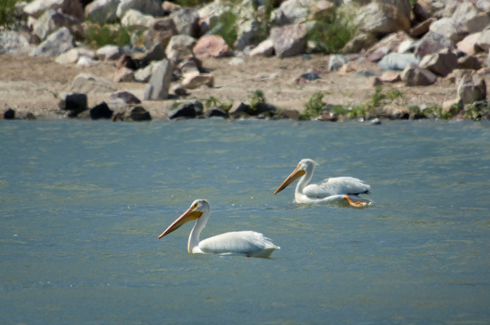 Pelicans wade in front of a beach