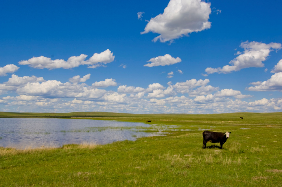 Cow stands next to a shallow lake among the sandhills