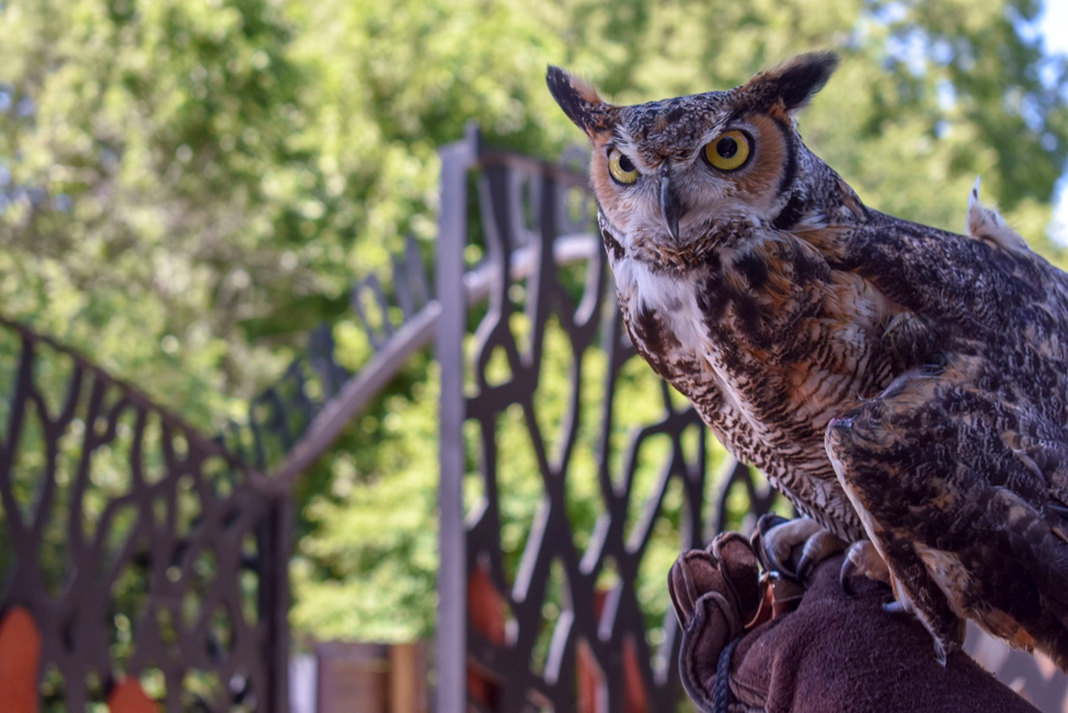 Raptor owl perches on a gloved hand