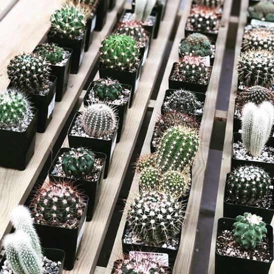 cacti at mulhall's