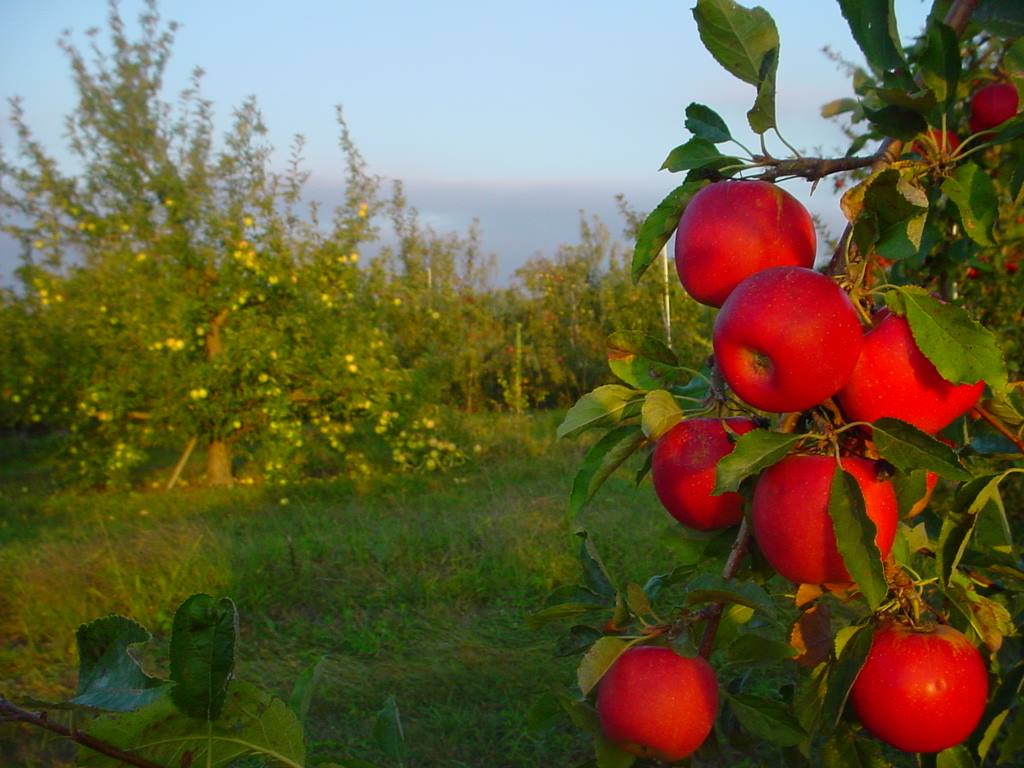 Martin's Hillside Orchard (via Facebook)