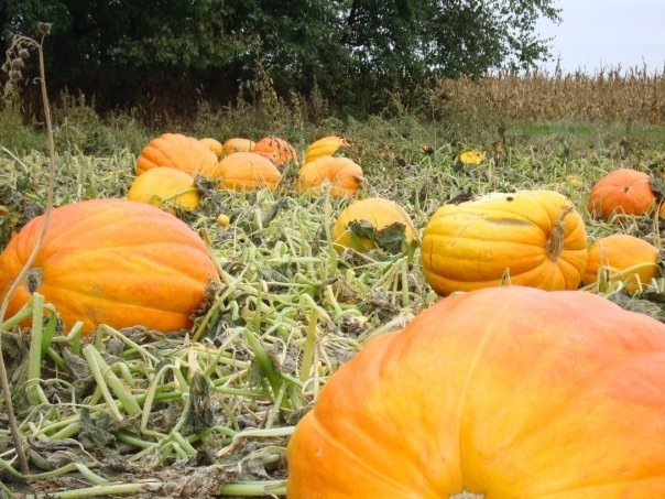 Pumpkin patch at Pumpkin Hollow.