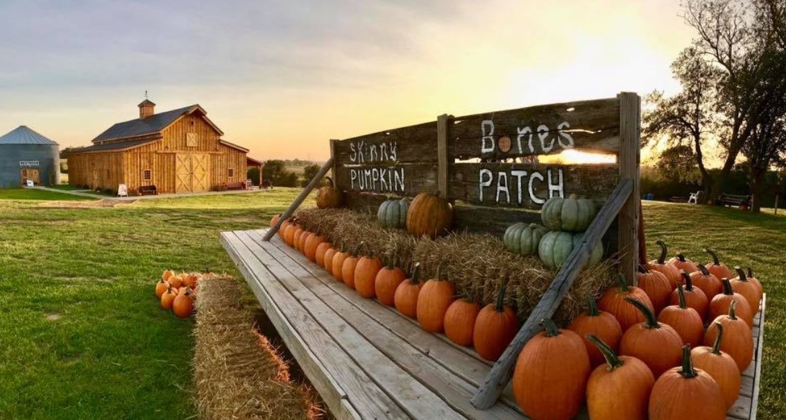 Barn and fall pumpkin display at Skinny Bones Pumpkin Patch.