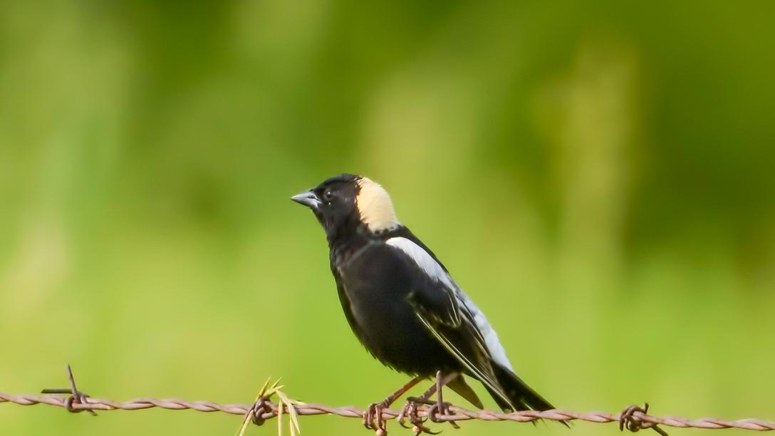 Spring Creek Audubon Prairie