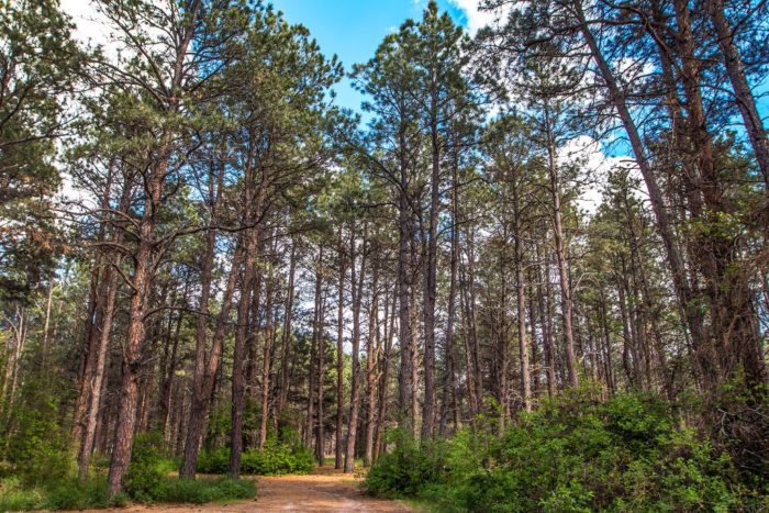 Steer Creek Campground