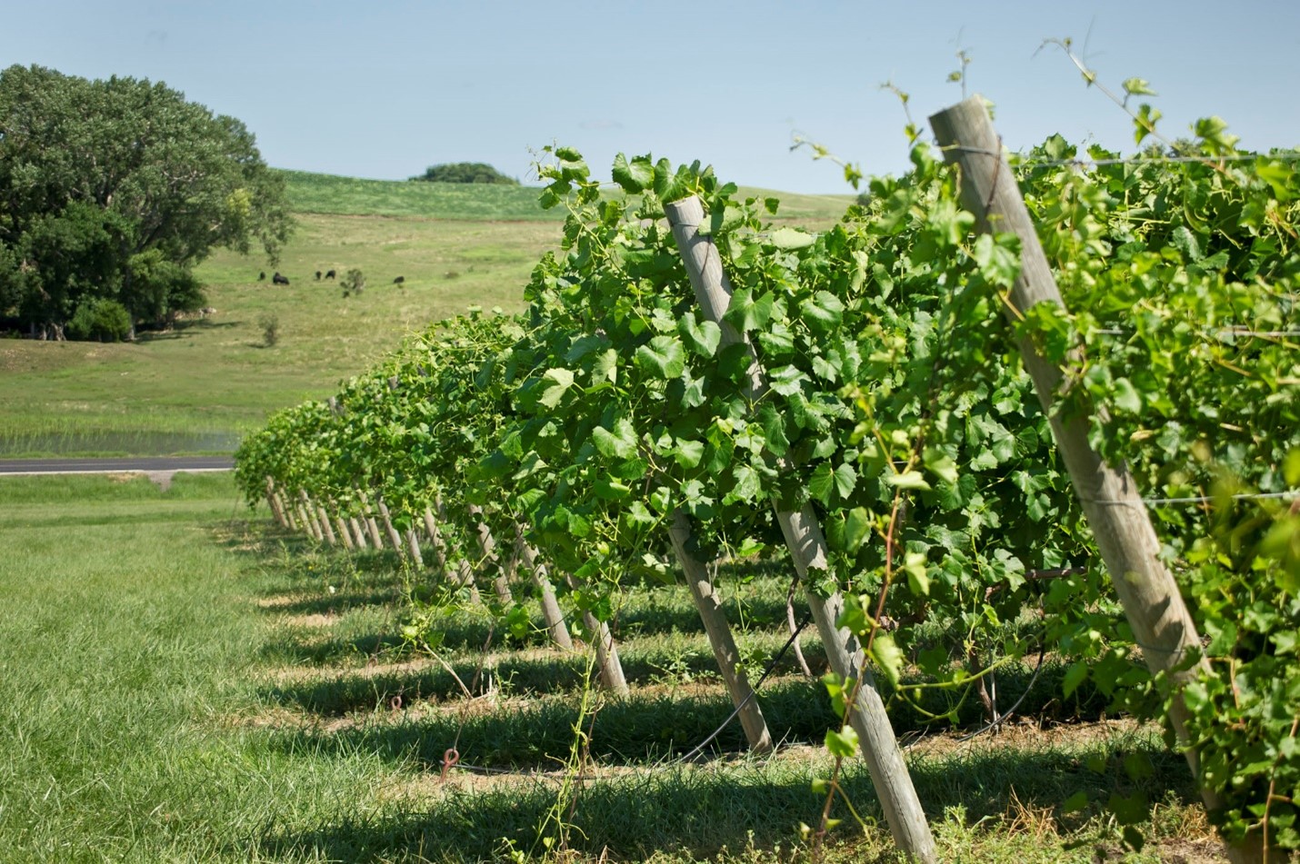 Nissen Winery and Tasting Room