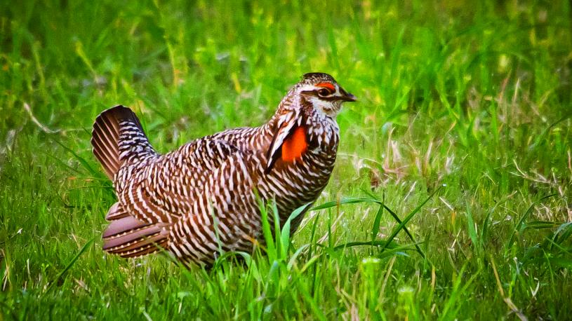 Prairie chickens at Burwell, Nebraska's Prairie Chicken Festival