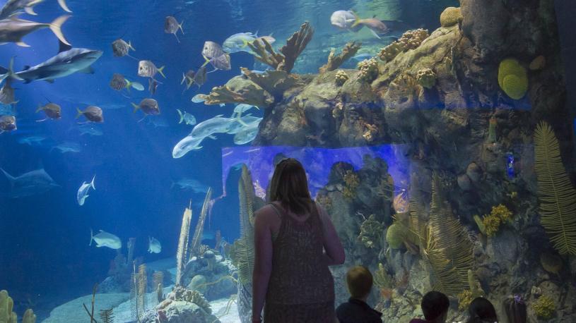 Suzanne and Walter Scott Aquarium at Omaha, Nebraska's Henry Doorly Zoo