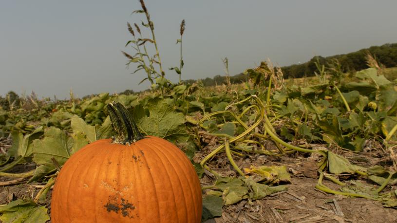 pumpkin in field