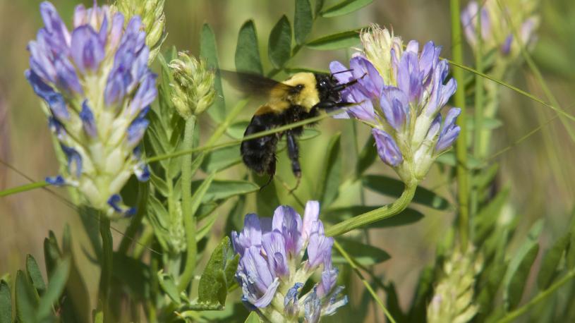 Wildflowers at Fort Robinson